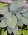 Hosta Halcyon
